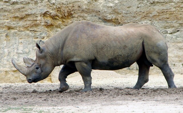 rinoceronte negro.jpg