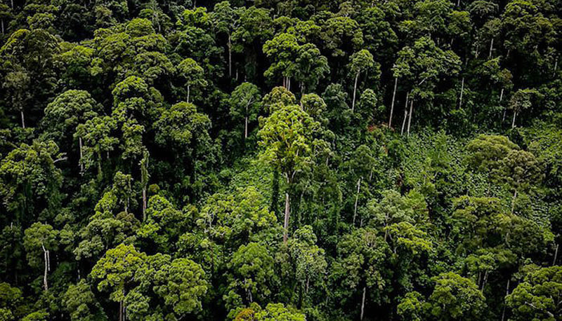Ecosia Aventura Amazonia4.jpg