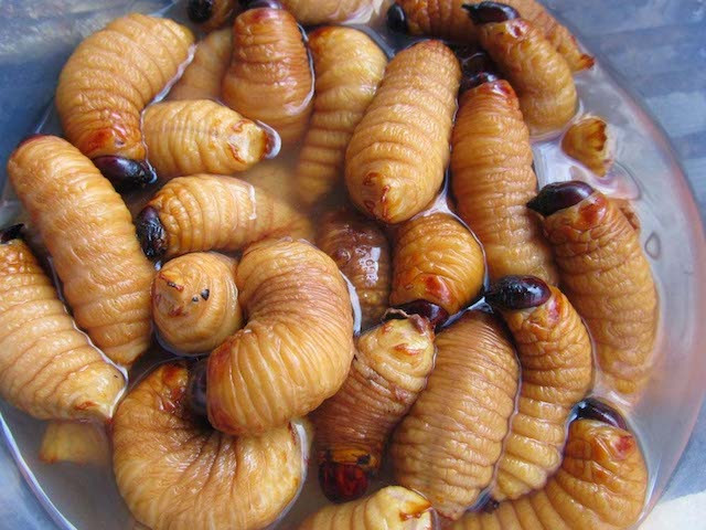 Larvas de coco Aventura Amazonia.jpg