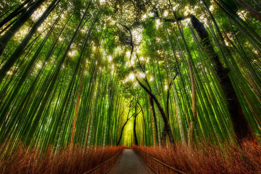 Bosque de bambú en Japón