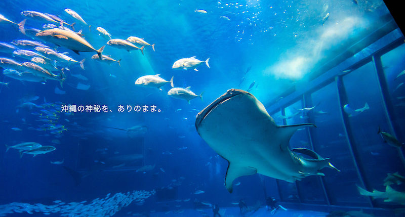 acuario Churami Okinawa aventura amazonia10.jpg