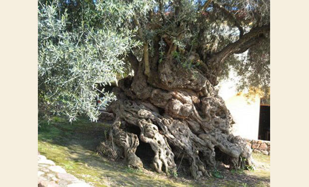 arbol centenario olivo vouves Grecia