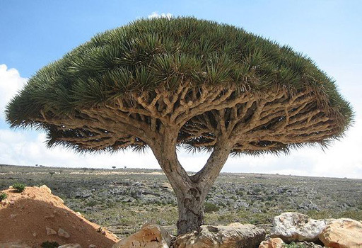 Árbol dragón en Socotra