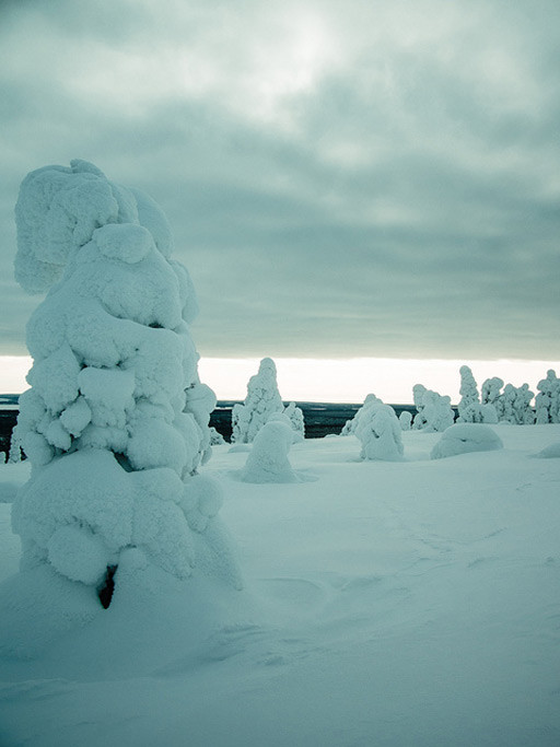 Extraños árboles alien en Laponia