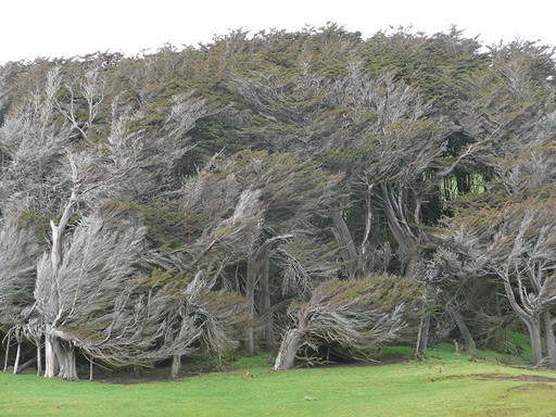 Árboles en Slope Point, Nueva Zelanda