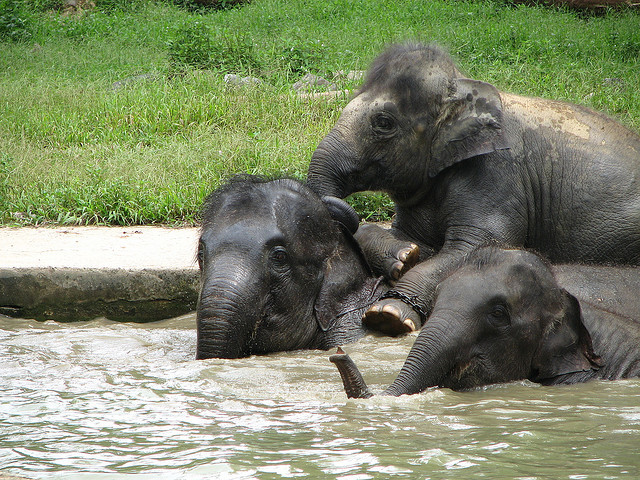 bebes elefante bañándose jaukay
