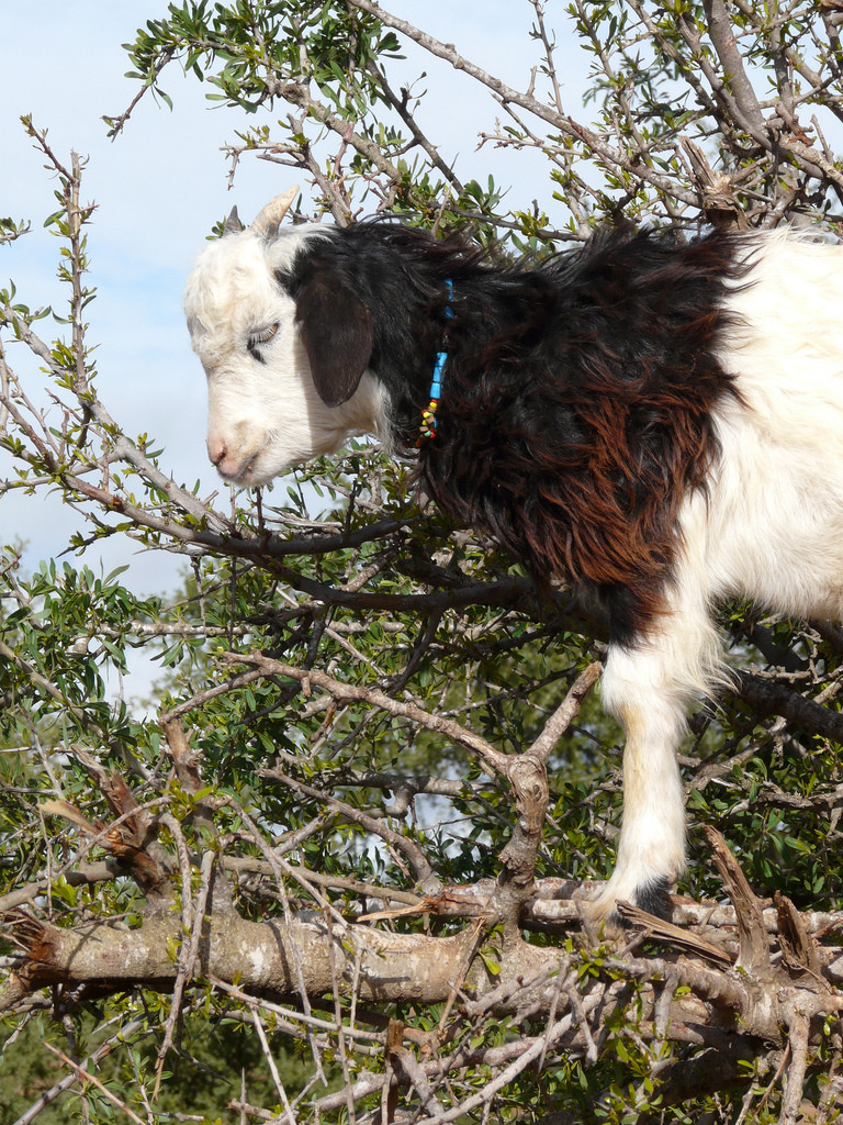 Aventura Amazonia :: Las cabras trepadoras de árboles de Marruecos
