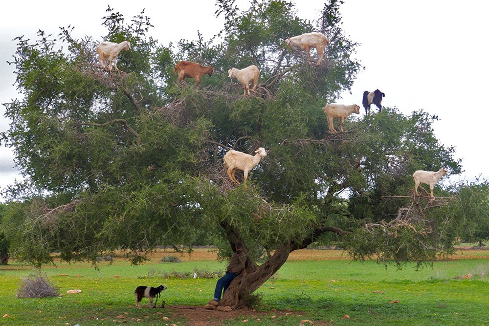 Aventura Amazonia :: Las cabras trepadoras de árboles de Marruecos