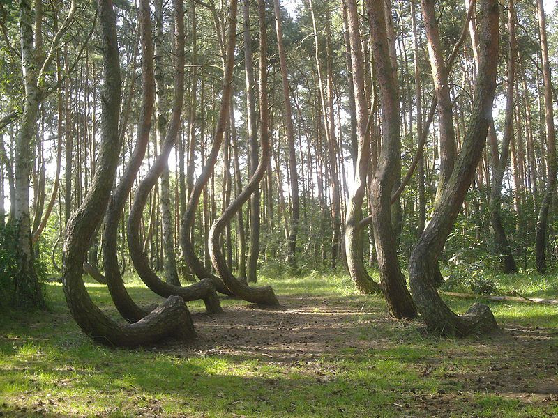Crooked Forest Bosque Torcido