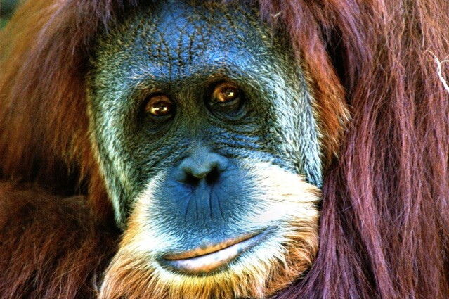 orangutan de sumatra.jpg