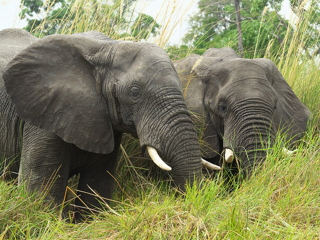 elefantes africanos
