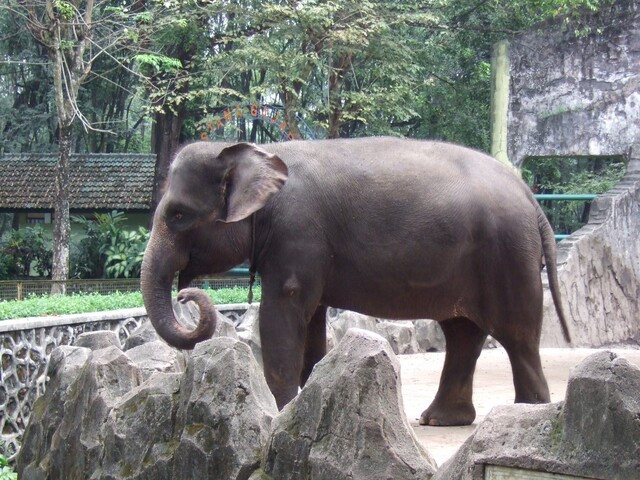 elefante de sumatra.jpg