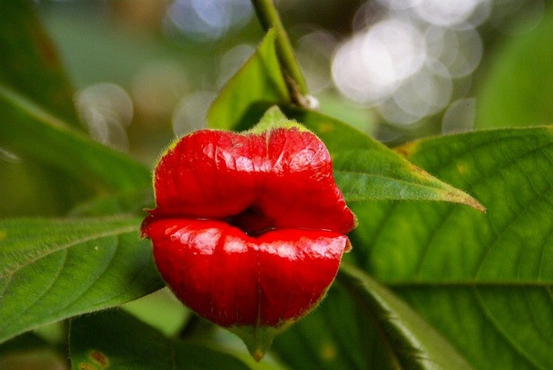 flor labios rojos