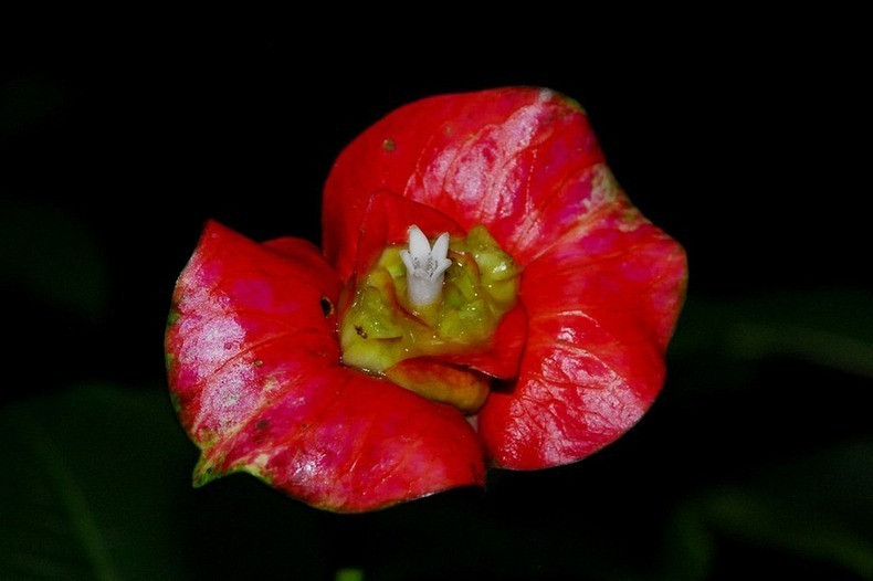 flor tropical labios