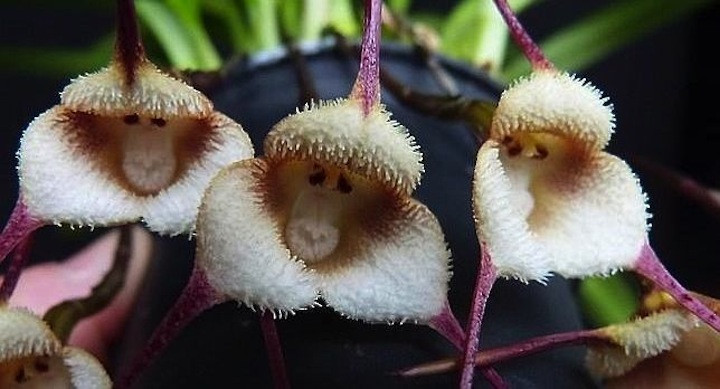 flores que parecen monos