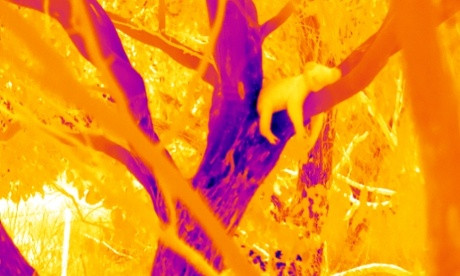 Foto térmica de un koala en los árboles