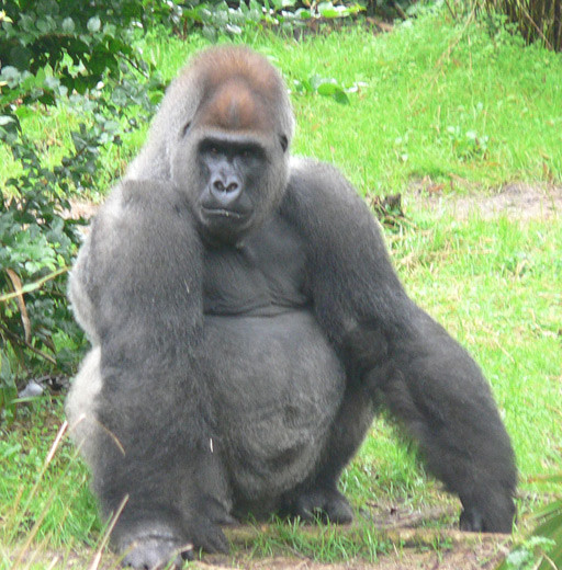 gorila-occidental.jpg