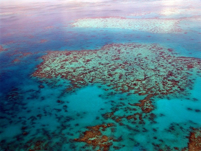 gran barrera de coral.jpg