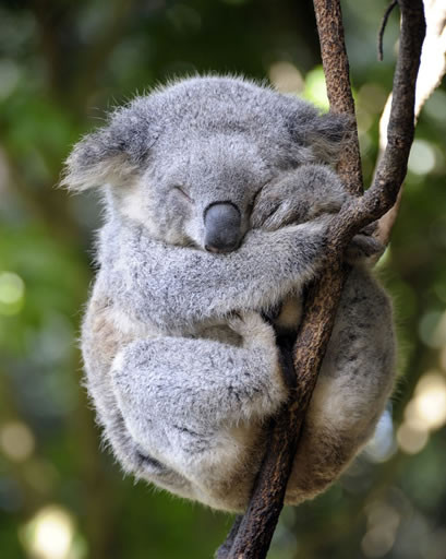 Koala durmiendo abrazado a un árbol