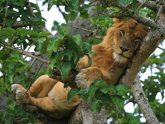 leon descansando árbol.jpg