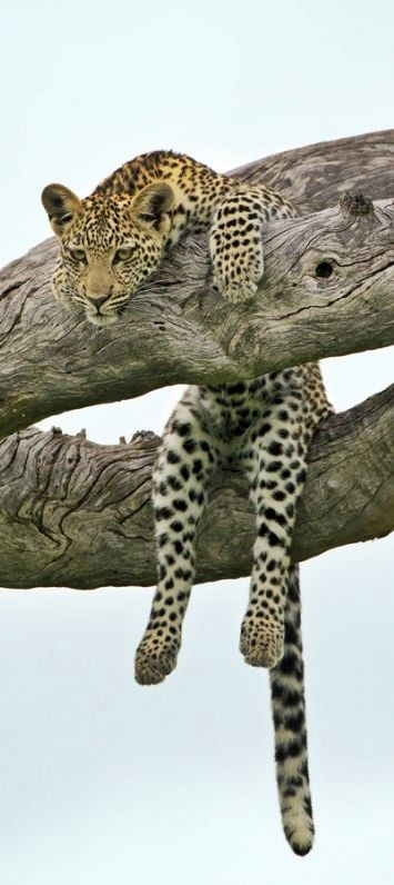 leopardo descansando.jpg