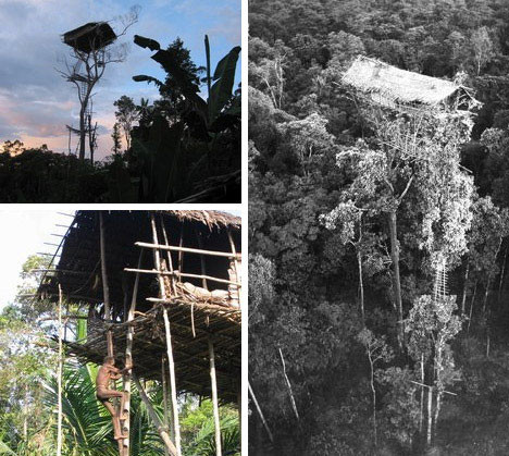 Casas del árbol de nativos de Indonesia