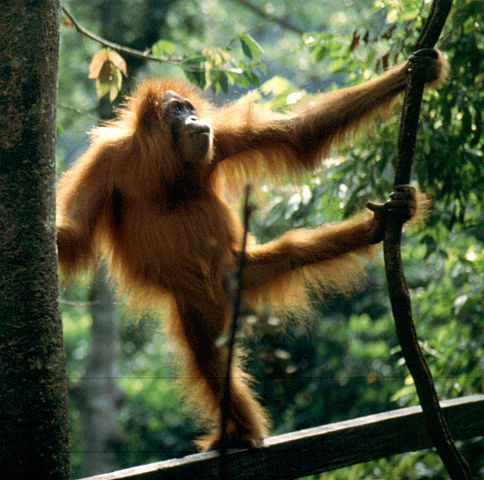 orangutan-sumatra.jpg