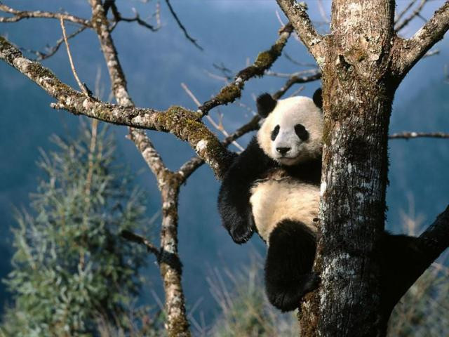 oso panda.jpg