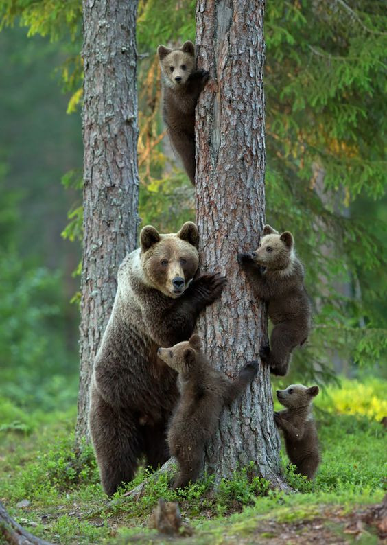 osos familia trepando.jpg