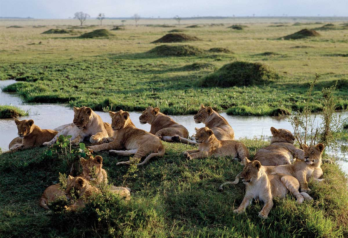 parque nacional masai mara kenia3.jpg