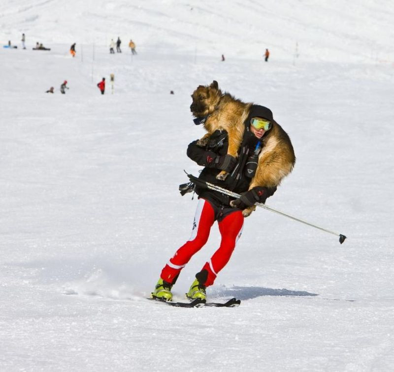 perro y hombre esquiando.jpg