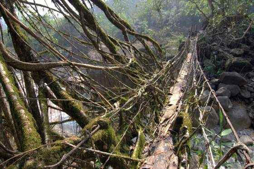 Puente colgante de raíces