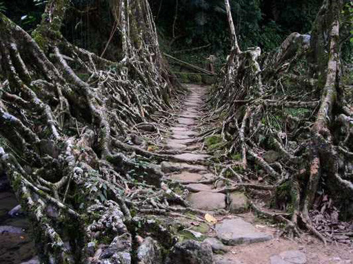 Puente viviente de raíces en Cherrapunji, India