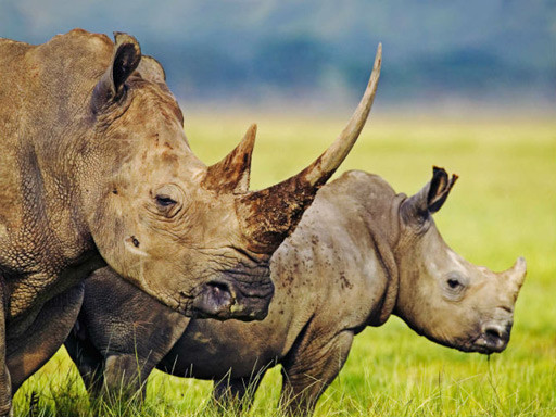 rinoceronte-java.jpg