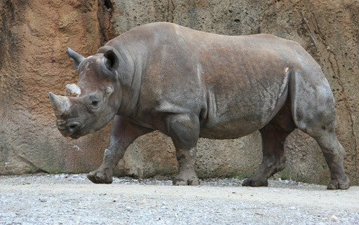rinoceronte-negro.jpg