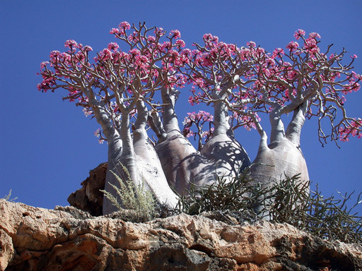 Árbol pepino en Socotra