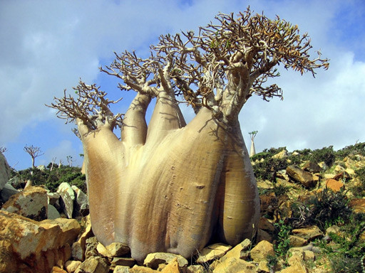 Higuera de Socotra