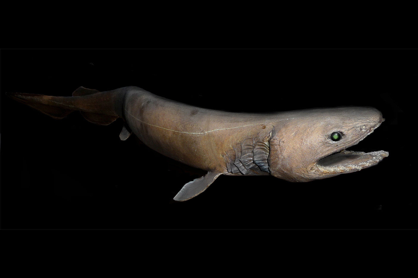 tiburon anguila2.jpg