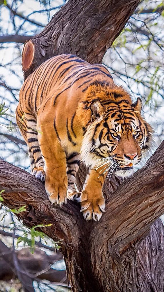 tigre sumatra atacando árbol.jpg