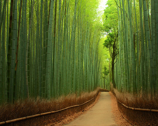 tunel-bambu.jpg