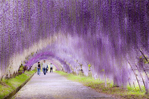 wisteria-flower-japon.jpg