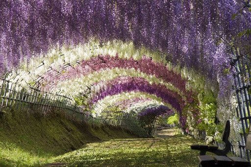 wisteria-flower-tunel.jpg