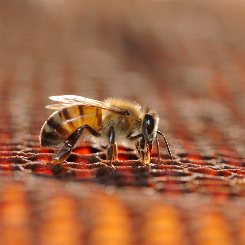 Mes de las Abejas