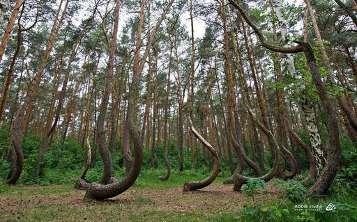 El bosque torcido, en Polonia