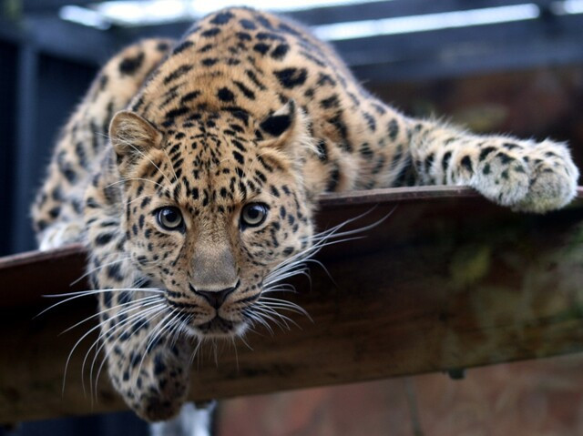 animales en peligro de extincion.jpg