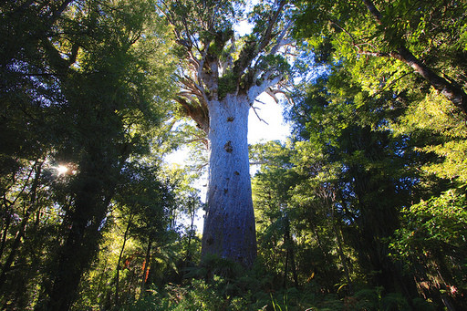 waipoua Nueva Zelanda