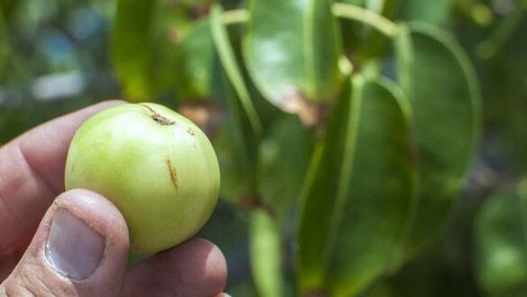 fruta manzanillo.jpg