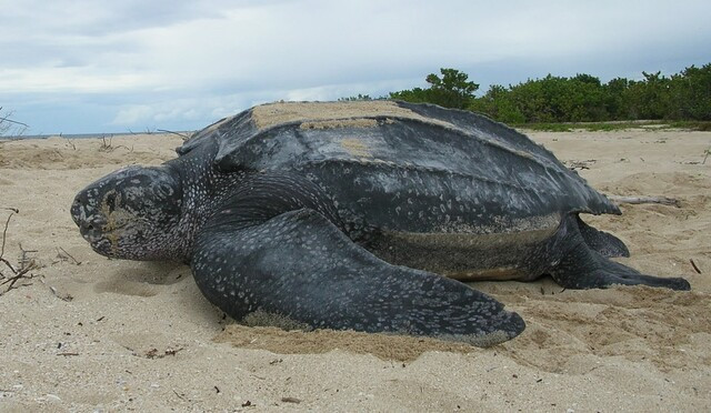 tortuga laud.jpg
