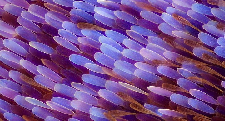 Alas mariposa imagen macro 11