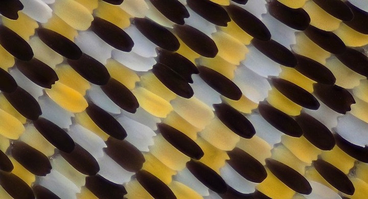 Alas mariposa imagen macro 8